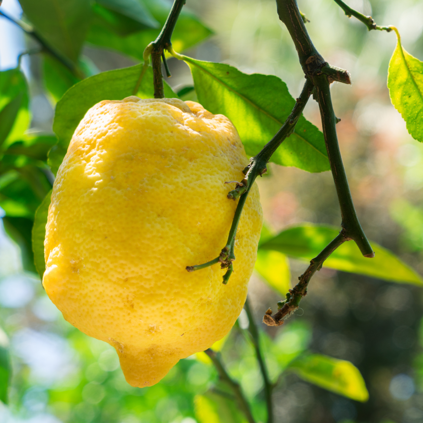 Sagra del Limone 2025 Massa Lubrense Limoni in Festa